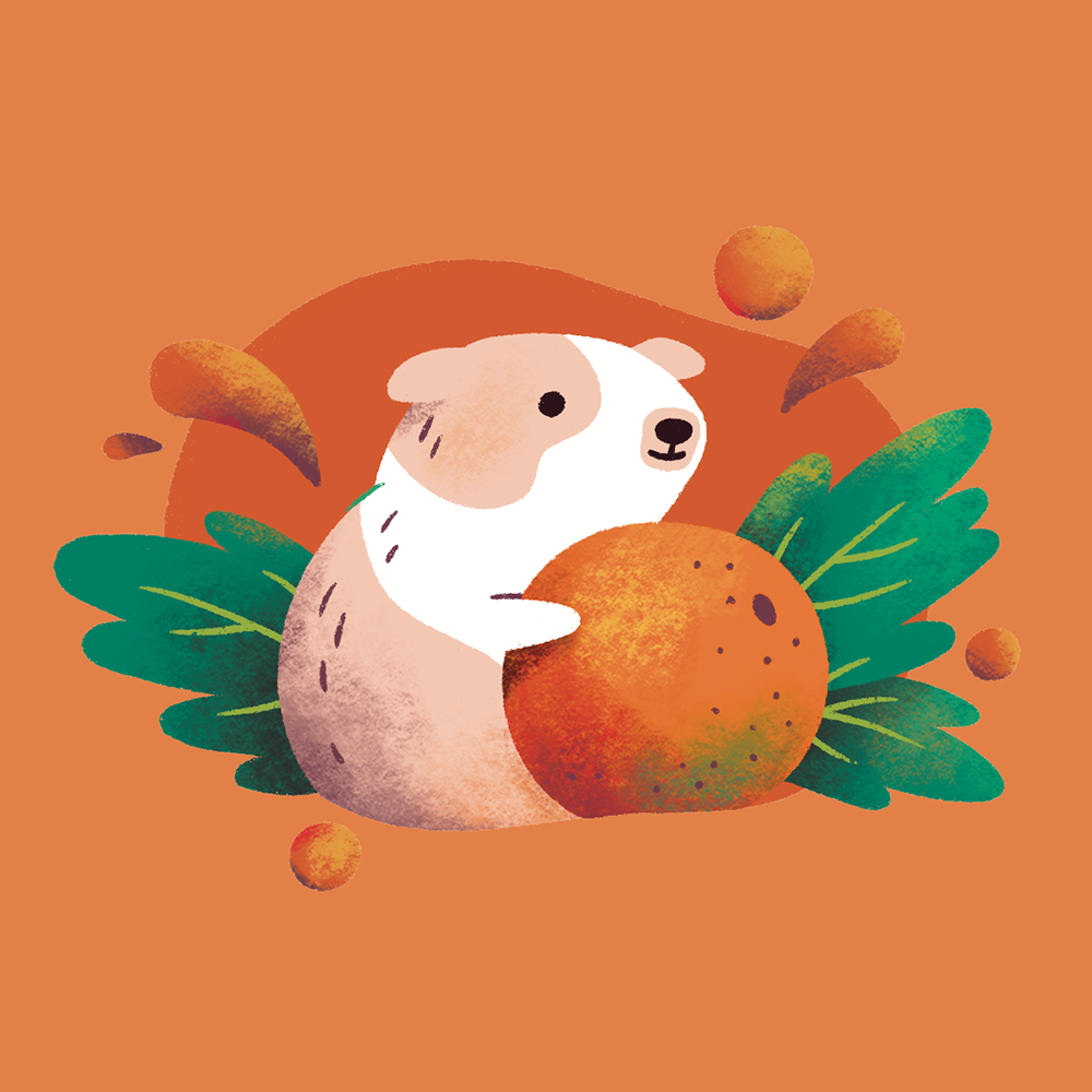 Sasha Kolesnik_guinea pig orange_Vetafarm_packaging illustration